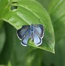 Click image for larger version. 

Name:	SH9739 -090718-Holly Blue - Celastrina_argiolus.jpg 
Views:	143 
Size:	270.6 KB 
ID:	10612