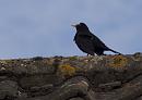 Click image for larger version. 

Name:	SH8867 -1006 11-Blackbird.jpg 
Views:	180 
Size:	323.5 KB 
ID:	14083