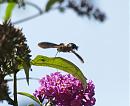 Click image for larger version. 

Name:	hummingbird_hawk_moth_3.jpg 
Views:	308 
Size:	137.0 KB 
ID:	6053