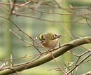 Click image for larger version. 

Name:	goldcrest3.jpg 
Views:	209 
Size:	42.4 KB 
ID:	123