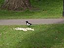 Click image for larger version. 

Name:	SH9772 -1004 09-Magpie-Pica_pica.jpg 
Views:	340 
Size:	228.3 KB 
ID:	13373