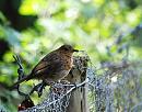 Click image for larger version. 

Name:	Robin (Erithacus rubecula) DSC_0008.jpg 
Views:	360 
Size:	110.4 KB 
ID:	14870