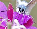 Click image for larger version. 

Name:	macro Common blue (Polyommatus icarus) DSC_0169.jpg 
Views:	182 
Size:	58.0 KB 
ID:	15388