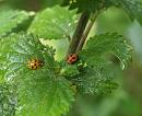 Click image for larger version. 

Name:	SH6823 -090707-ladybird.jpg 
Views:	200 
Size:	341.8 KB 
ID:	10442
