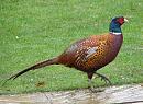 Click image for larger version. 

Name:	4 Proud pheasant.jpg 
Views:	188 
Size:	211.6 KB 
ID:	8318
