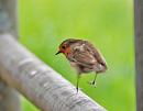 Click image for larger version. 

Name:	Robin (Erithacus rubecula) DSC_0092.jpg 
Views:	172 
Size:	66.6 KB 
ID:	14009