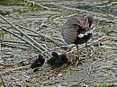 Click image for larger version. 

Name:	moorhen and chicks1.jpg 
Views:	183 
Size:	499.5 KB 
ID:	908