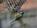 Click image for larger version. 

Name:	bluetit.jpg 
Views:	173 
Size:	108.2 KB 
ID:	6840