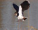 Click image for larger version. 

Name:	lapwing_1_P1191444.jpg 
Views:	157 
Size:	111.3 KB 
ID:	8049