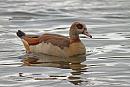 Click image for larger version. 

Name:	Egyptian Goose (Alopochen aegyptiaca) IMG_0033_edited-2.jpg 
Views:	184 
Size:	322.8 KB 
ID:	15143