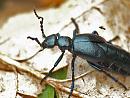 Click image for larger version. 

Name:	oil_beetle_P5096711.jpg 
Views:	548 
Size:	193.0 KB 
ID:	9708