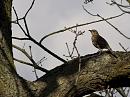 Click image for larger version. 

Name:	SH6638 -1003 06-Song_Thrush-Turdus_philomelos.jpg 
Views:	135 
Size:	390.4 KB 
ID:	12976