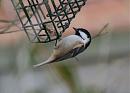 Click image for larger version. 

Name:	coaltit_1.jpg 
Views:	127 
Size:	116.2 KB 
ID:	6837