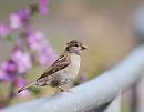 Click image for larger version. 

Name:	House Sparrow (Passer domesticus) DSC_0002.jpg 
Views:	526 
Size:	59.9 KB 
ID:	14840