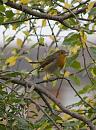 Click image for larger version. 

Name:	SH4793 -0910 15-Robin-Erithacus_rubecula.jpg 
Views:	132 
Size:	277.0 KB 
ID:	11727