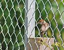 Click image for larger version. 

Name:	Blackcap (Sylvia atricapilla) DSC_0036.jpg 
Views:	177 
Size:	149.3 KB 
ID:	14037