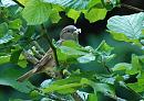 Click image for larger version. 

Name:	House Sparrow (Passer domesticus)  DSC_0122.jpg 
Views:	210 
Size:	120.4 KB 
ID:	13990