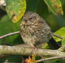 Click image for larger version. 

Name:	dunnock3_filtered_cropped.jpg 
Views:	271 
Size:	432.1 KB 
ID:	1328