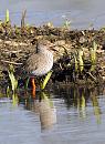 Click image for larger version. 

Name:	lavell's redshank 048ep.jpg 
Views:	181 
Size:	131.0 KB 
ID:	13012