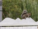 Click image for larger version. 

Name:	SH8055 -1008 11-Squirrel.jpg 
Views:	153 
Size:	354.0 KB 
ID:	15503