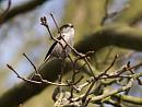 Click image for larger version. 

Name:	SH9669 -1004 09-Long Tailed Tit-Aegithalos_caudatus.jpg 
Views:	324 
Size:	368.7 KB 
ID:	13366