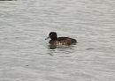 Click image for larger version. 

Name:	Tufted_duck_1.jpg 
Views:	226 
Size:	112.6 KB 
ID:	3922