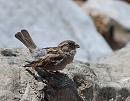 Click image for larger version. 

Name:	House Sparrow (Passer domesticus)DSC_0081.JPG 
Views:	243 
Size:	104.7 KB 
ID:	14271