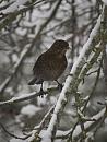 Click image for larger version. 

Name:	SH5899 - Female Blackbird - Turdus Merula.jpg 
Views:	216 
Size:	434.7 KB 
ID:	16541