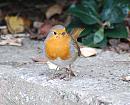 Click image for larger version. 

Name:	Robin DSC_0070.jpg 
Views:	146 
Size:	176.4 KB 
ID:	6813
