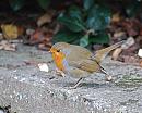 Click image for larger version. 

Name:	Robin DSC_0081.jpg 
Views:	157 
Size:	207.8 KB 
ID:	6814