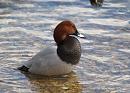 Click image for larger version. 

Name:	pochard_1.jpg 
Views:	259 
Size:	160.6 KB 
ID:	3752