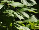 Click image for larger version. 

Name:	SH8132 -0908 16-female Banded Demoiselle.jpg 
Views:	89 
Size:	460.0 KB 
ID:	11155