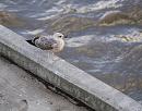 Click image for larger version. 

Name:	SH7749 -0911 07-Herring_Gull-Larus_argentatus.jpg 
Views:	175 
Size:	356.0 KB 
ID:	11851