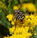 Click image for larger version. 

Name:	SH0560 -0909 04-Flesh_fly - Sarcophaga_carnaria.jpg 
Views:	224 
Size:	312.2 KB 
ID:	11311