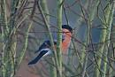 Click image for larger version. 

Name:	Bullfinch.JPG 
Views:	173 
Size:	258.4 KB 
ID:	18298
