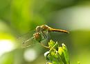Click image for larger version. 

Name:	red_veined_darter.jpg 
Views:	141 
Size:	66.6 KB 
ID:	5757