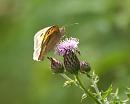 Click image for larger version. 

Name:	meadow_brown_2.jpg 
Views:	175 
Size:	141.1 KB 
ID:	5763