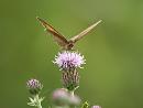 Click image for larger version. 

Name:	meadow_brown_3.jpg 
Views:	164 
Size:	111.5 KB 
ID:	5764
