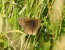 Click image for larger version. 

Name:	meadow_brown_male.jpg 
Views:	155 
Size:	207.5 KB 
ID:	5765