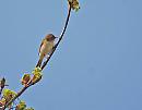 Click image for larger version. 

Name:	Chiffchaff (Phylloscopus collybita) DSC_0019.jpg 
Views:	187 
Size:	62.9 KB 
ID:	13534