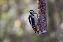 Click image for larger version. 

Name:	IMG_3679 female spotted woodpecker.jpg 
Views:	132 
Size:	86.9 KB 
ID:	12056