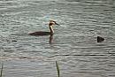 Click image for larger version. 

Name:	Great Crested Grebe (Podiceps cristatus) IMG_0113_edited-2.jpg 
Views:	196 
Size:	641.0 KB 
ID:	15355