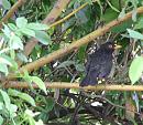 Click image for larger version. 

Name:	08-06-06-3990 - SHRUNK - blackbird.jpg 
Views:	144 
Size:	285.3 KB 
ID:	5214