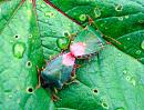 Click image for larger version. 

Name:	Green Shield Bugs.jpg 
Views:	957 
Size:	139.4 KB 
ID:	797