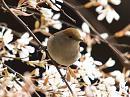 Click image for larger version. 

Name:	Blackcap_female_april_filtered_medium.jpg 
Views:	235 
Size:	276.4 KB 
ID:	101