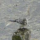 Click image for larger version. 

Name:	Sand Martin or not.jpg 
Views:	179 
Size:	222.3 KB 
ID:	1315