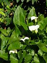 Click image for larger version. 

Name:	Arum lilies.JPG 
Views:	151 
Size:	83.6 KB 
ID:	14774