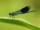 Click image for larger version. 

Name:	banded_demoiselle.jpg 
Views:	179 
Size:	183.3 KB 
ID:	5806
