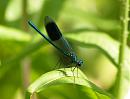 Click image for larger version. 

Name:	banded_demoiselle_1.jpg 
Views:	163 
Size:	151.7 KB 
ID:	5807
