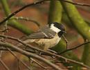 Click image for larger version. 

Name:	coaltit.jpg 
Views:	139 
Size:	88.7 KB 
ID:	3035